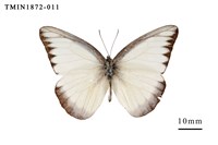 藏品(異色尖粉蝶)的圖片